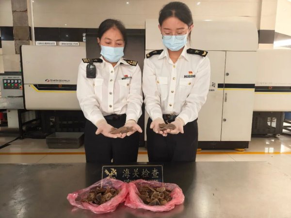 美港通证券 女子膝盖上绑超半斤穿山甲鳞片, 入境时被海关查获